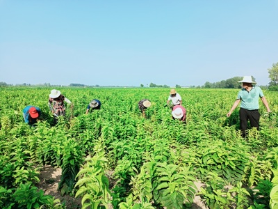 潘集区贺疃镇 发展特色种植助力乡村振兴 中草药种植为乡村注入新活力