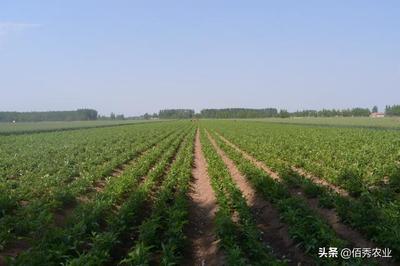 农村人种植中药材白术，苗期田间管理要精细，3个步骤轻松搞定