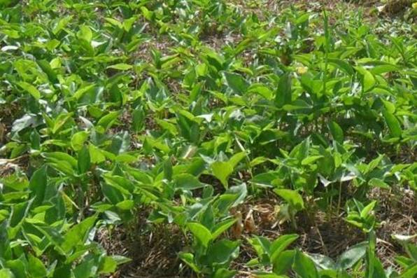 半夏种植 一亩纯收入7000元，中草药种植的新星