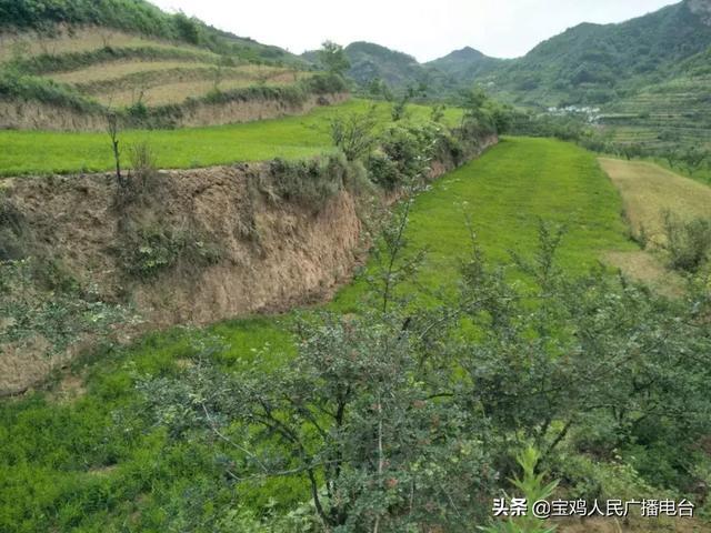 柴胡套种技术全解析 电台专家手把手教你中草药种植