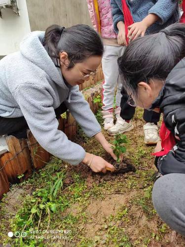 丰惠镇小中草药种植活动开始啦 传承国粹，播种希望